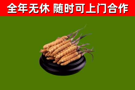杨浦区烟酒回收冬虫夏草.jpg